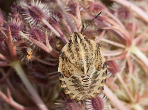 Graphosoma italicum
